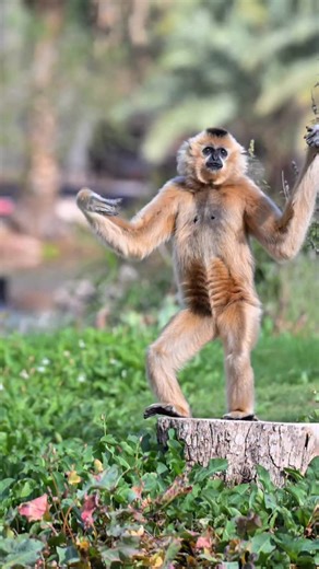 Phoenix Zoo on Instagram: "Today is International Gibbon Day! Did you know that gibbons hold their long arms up while they walk and run to avoid dragging their knuckles? Drop your favorite gibbon facts or moments in the comments below! ⬇️"