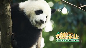 #PandaCountdown The Best Panda Moments Of The Week! | iPanda