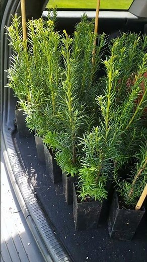 Hicks Yew Privacy Hedge