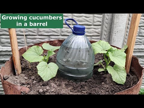 How Easy it is to Grow Cucumbers in a Barrel