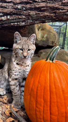 9.1K views · 194 reactions | Check out those claws coming out. | Paws and Claws Animal Encounters | Facebook