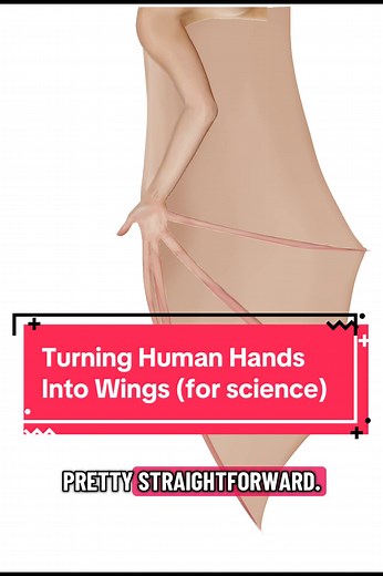 Exploring the Pteroid: Wings and Anatomy in Humans