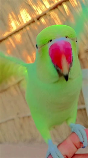#parrot Parrot sound | Mithu mithu | Green ringneck parrot talking 🦜 #talkingparot #worldparrotday