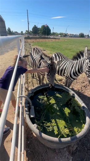 🍯HoneyBrook FarmStore🦓 This local farm store has zebras, a donkey and llama and a camel! 🐪 Visit the chickens, shop for local farm goods including meats, baked goods, jams, honey and eggs while supplies last. 🥚 Mon - Sat 8am - 6pm ⏰ 3545 S Greenfield Rd, Gilbert 📍 #farmfresh #zebra #camel #eastvalleyaz #gilbertaz #gilbertarizona | kidizona