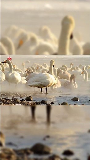 Real Swan Sounds l High Quality l Cute Swan Sound Experience! l 4K #shorts