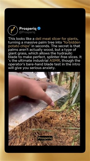 Giant Deli Slicer or "Forbidden Chips"? 🚜🥥