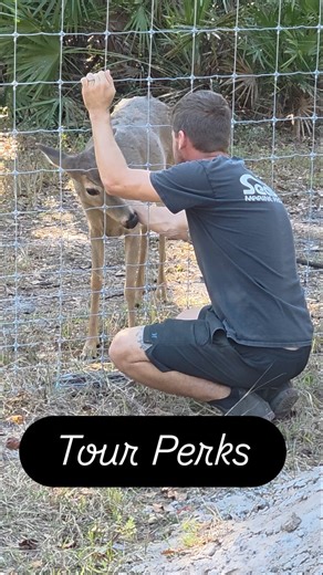 Fossil Recovery on Instagram: "On our Premium Land Site Swamp Buggy Adventure, enjoy visits from our deer alongside the digsite, as well as interactions with feral hogs, and occasionally a few exotic Watusi cattle that certainly say it best: 'You want more?' *bull nods feverishly* Just a few perks of one of our digs. Keep in mind as well that every dig at our Arcadia location, not just this one, comes with a FREE VISIT to our friends on premises at @upriveradventures @jungledorias wildlife park!