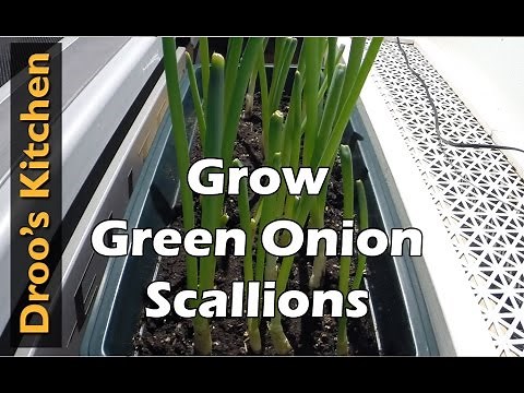 How to Grow Green Onions/Scallions