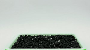 Super Time Lapse Black Beans Sprouting Stock Footage Video (100% Royalty-free) 3732619867 | Shutterstock