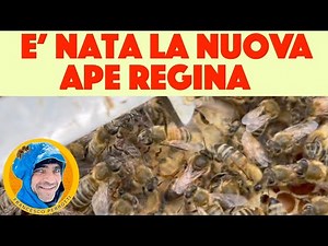 23 Apicoltura : Vediamo la nuova ape regina vergine ( 2021 ) nascita di un ape regina.