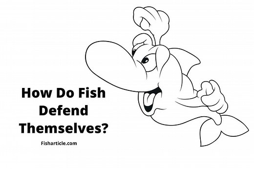 How Do Fish Defend Themselves? - Fish Article