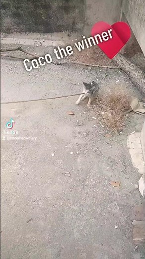 Coco’s Epic Battle With The Rope 😼⚔️ #cat #kitten