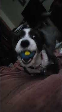 Helmsley playing ball in bed