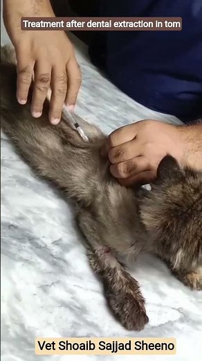 treatment after dental extraction in cat