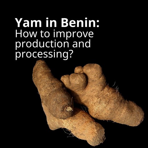 #Yam is an important food security crop in tropical regions, and...