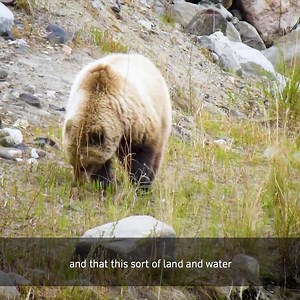 4 comments | Tough. Resilient. Majestic. Grizzlies are a sight to behold, and Rio Tinto works hard to help them thrive. | Rio Tinto | Facebook