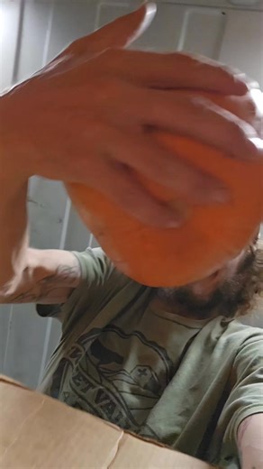 Fall clean-up continues as we load up the best remaining pumpkins into winter storage. Dis you know pumpkins can stay good for 12 months!! Well selected and stored pumpkins will still be good next year! Full of Nutrients and a natural dewormer for livestock, these will make great winter animal feed. The second bin will get loaded up with edible varieties for us to eat as a family throughout the year. We will also use quite a few to brew an organic liquid fertilizer that will grow and feed the 20