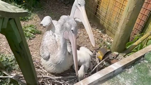 Our (very vocal) pelican chick, is now sitting independently on the nest. 🤩 Sound on for its noisy little chat! 😂 You can see the pelicans including our chick and new arrivals, Svetlana and Olga, over at the Asian Adventure lake. 🥰 #pelicanchick #pelicans #pinkbackedpelican #babyanimals #chicks #babyzooanimal #birds #asianadventure #noisyneighbours #theygrowupsofast | Folly Farm Adventure Park & Zoo