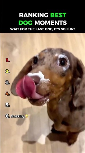 Funniest Dachshunds: Dogs Being Idiots Part 217 😂😂