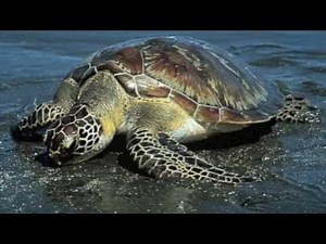 Why Recycle? Presenting Some Reasons To Recycle