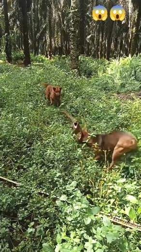 Brave Dogs vs Giant Monitor Lizard: An Intense Jungle Encounter