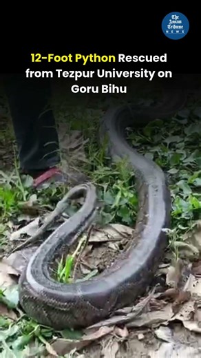 12-Foot Python Rescued from Tezpur University on Goru Bihu