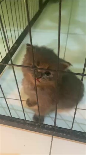 si jengkol #cutecat #catlover