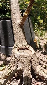 AMAZING....technique for repairing partially dead bonsai material. good luck @sorotan SEMUA ORANG #pengikut #belajarbonsai #programbonsai #bonsaiworld #freestyle | Herwandianto Eone