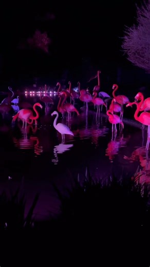 45K views · 756 reactions | Nighttime at Flamingo Lagoon is always a...