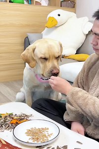 15K views · 297 reactions | This dog’s temper is too big, and his temper is not small either #dog #viraldog #doglove #pet #reelsvideo | KiKi SMD | Facebook