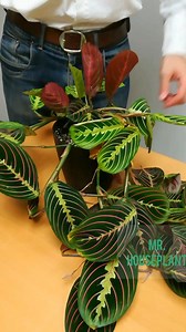 In this video I'm showing you how I pruned my Maranta 😊 Let me know what you think. | Mr. Houseplant