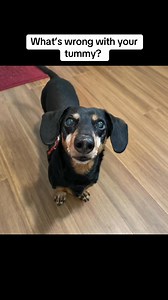 2.1M views · 30K reactions | How to solve my tummy problems #fbreelsfypシ゚viralシ #charlieskingdom13 #fbreelsfypシ゚viral #fbreelsfypシ゚ #charlieskingdom20 #fbreels #fbreelsvideo #charlieskingdom #dachshund | Charlie’s Kingdom | Facebook