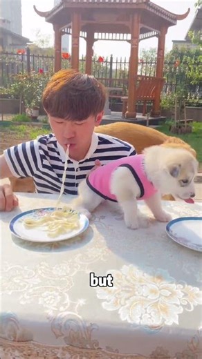Puppy Wins Noodle Eating Contest