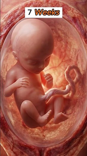 Embryo to Fetus: Weekly Development Stages | miracle of life #baby #pregnant #pregnancy