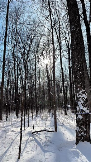 Drôle de météo aujourd’hui dans l’érablière 🍁🍁🍁#siropderable #maplesyrup #farmlife #farmtok #acericulture
