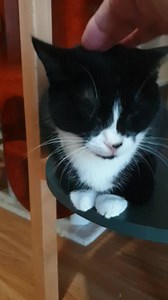 1.4K views · 56 reactions | So Tiny in size with the biggest heart....