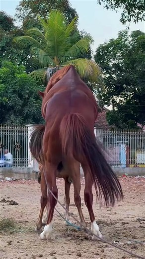 👑🐎 THE NEXT GENERATION FROM THIS LINE COULD BE SOMETHING SPECIAL… 🔥🏆 #horselover #frasianhorse #stallion #equestrianlife #horseridingjourney
