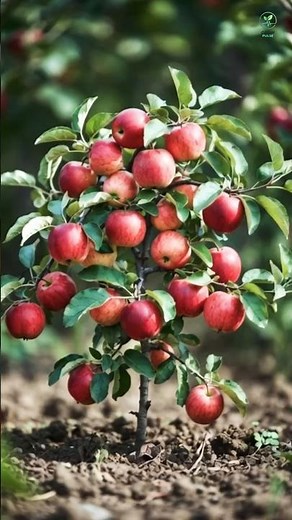 Apple Growing Time lapse – From Seed to Harvest 🍋🌱 Full Growth Journey #farming #agriculture