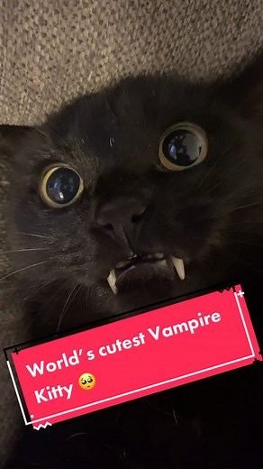 Isn’t he the cutest vampire cat, you ever did see 🥺... #catsoftiktok #cats #fyp #meow #vampirecat #fangs