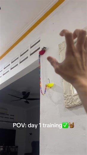 Sugar Glider Training Day 1: What to Expect