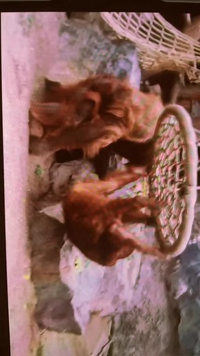 orangutans mating at the zoo. #orangutan #zoo #animal #greatape #ape #sexytime #asia #mexico🇲🇽 #monkey #wildanimals #japan #fyplease