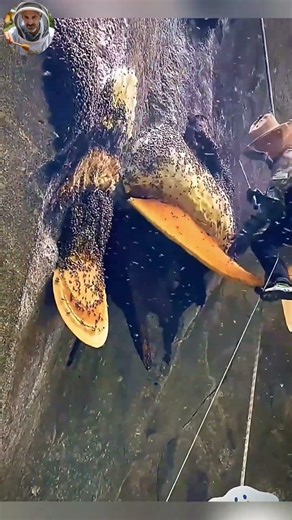 Real Scene of Honey Collection from a Beehive on a High Mountain #honey #bee #shorts #nature #viral