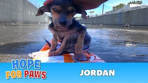 Hello everybody! Yesterday I received an urgent call on the Hope For Paws line from the founder of Foxy and the Hounds about a dog in the L.A. River! We had a pretty big storm in Los Angeles yesterday, and the river was full of water with a pretty strong current in some areas. I immediately rushed to the location as Terri was guiding me to the exact location as she is watching it on the news. As soon as I arrived, I could see the dog right away. I asked the police to let me lower a trap, but the