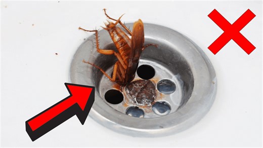 How to Stop Cockroaches From Coming Up the Drain