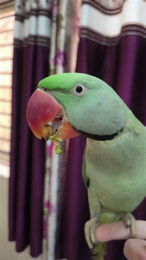 Ye Mitthu Talking Parrot Clear Voice 🦜🤗❤️#ytshorts #viralvideo #alexandrineparrot #birds