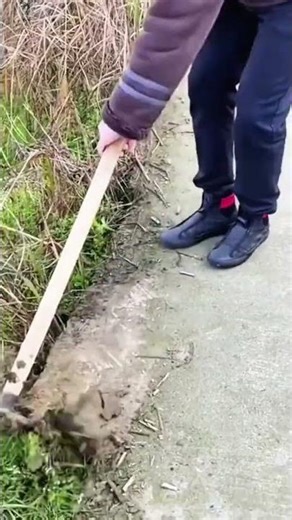 cleaning wild grass or weeds from the garden path using a manual hoe tool for a neat outdoor space