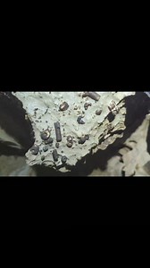 Crinoid Fossils.... Or some call it Indian Money. These were the stalks of the crinoid which are filter-feeding animals that are related to starfish and sand dollars. #Tennessee #caves #fossils | TAG Caver