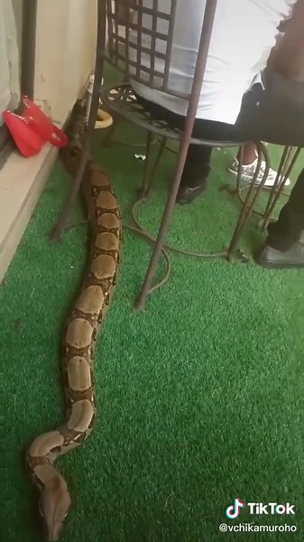 Large Python Snake Slithering on Artificial Grass