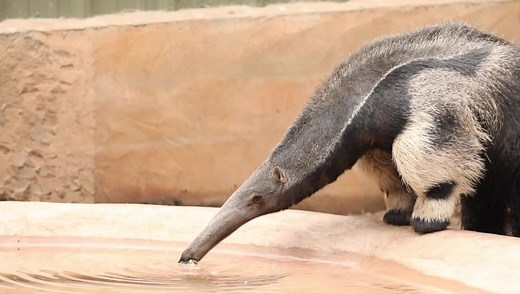 Giant anteaters, the largest of the four anteater species, can range from 6 to 8 feet in length and boast a tongue that extends 2 feet further! With a highly developed sense of smell, they can identify a particular ant or termite species before using their large claws and sticky tongue to reach into the insect's nest. Alt text: A Giant anteater drinks from a pool of water. With white front legs supporting them as they lean their black and gray front body into the water, they lap up the liquid wi