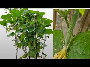 Grow Cucumbers at Home Easily | Complete Gardening Tutorial